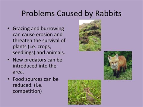 Ppt Invasive Species Rabbits In Australia Powerpoint Presentation