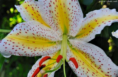 Japanese Lily
