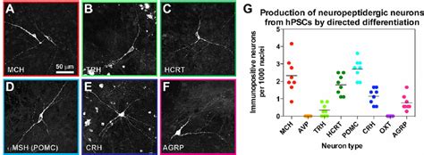 Directed Differentiation Of HPSCs To Neuropeptidergic Neurons A F