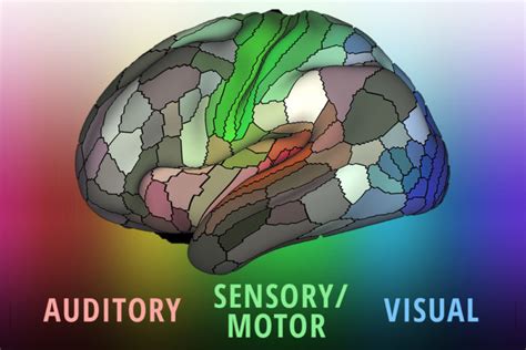 Brain plasticity: yes, you really can change your brain | World ...