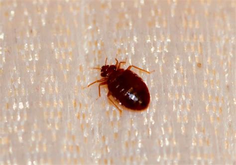 9 Common House Bugs In Alabama You Need To Watch Out For