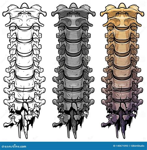 Graphic Human Skeleton Spine Bones Vector Stock Vector Illustration