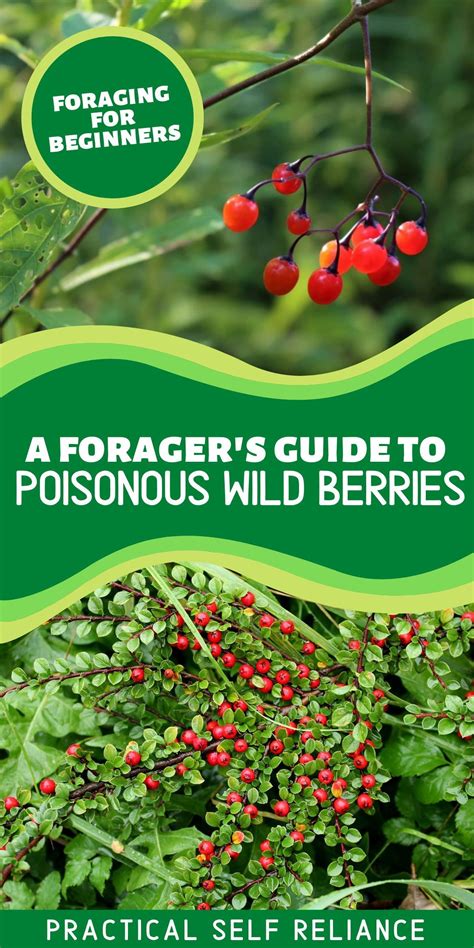 Poisonous Berries A Forager S Guide Artofit