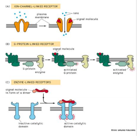 Signal Transduction Flashcards Quizlet