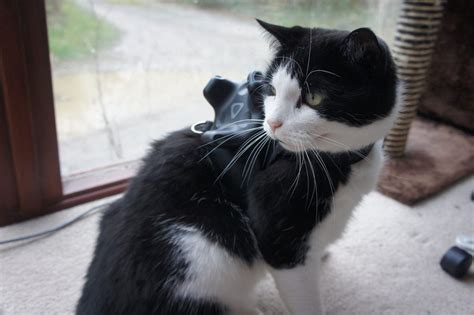Someone strapped a VR tracker to a cat to play video games with it ...