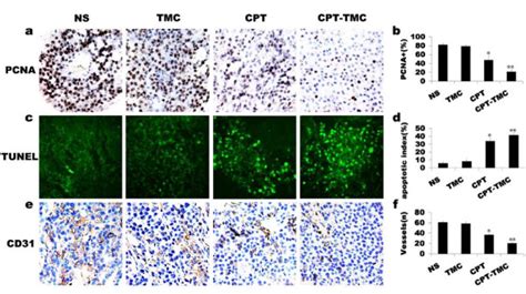 Cd Pcna And Tunel Analyses For Tumor Tissue A Tumor Sections