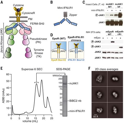 Structure Of A Janus Kinase Cytokine Receptor Complex Reveals The Basis