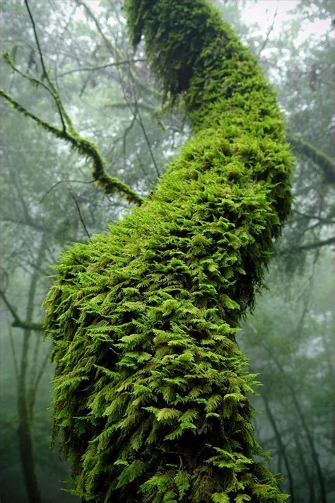 Moss Covered Tree In Foggy Green Forest