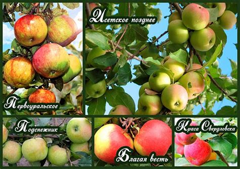 Сорта Яблонь С Фото И Названиями – Telegraph