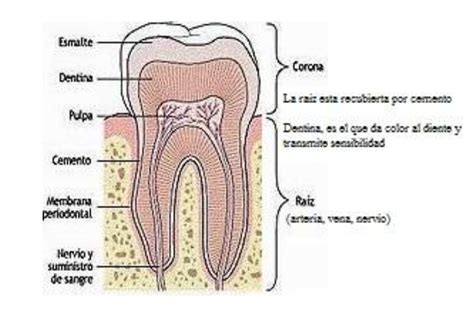 AnatomÍa Dental Morfología Completa Y Funciones De Un Diente