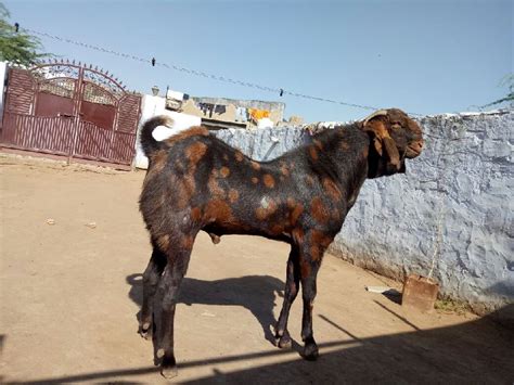 Sirohi Goat Buy Sirohi Goat In Ajmer Rajasthan India From Rajasthan