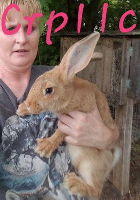 Flemish Giant Rabbits For Sale Roseville Oh 299523