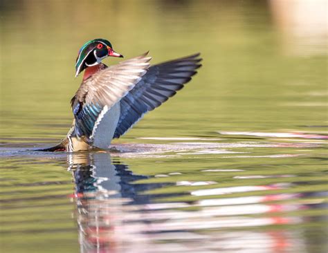 2017 Calendar: Iowa Wildlife » Rogers Photography