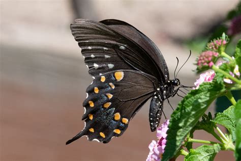 Spicebush Swallowtail Butterfly Michigan Monday Lowell M Flickr