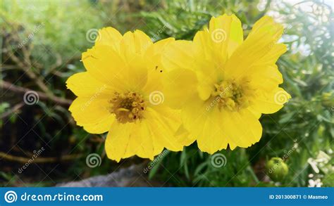 Two Beautiful Yellow Flowers In The Morning Stock Image Image Of