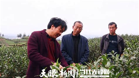 普安：183万亩茶园全面开启“冬管”模式茶叶技术农户