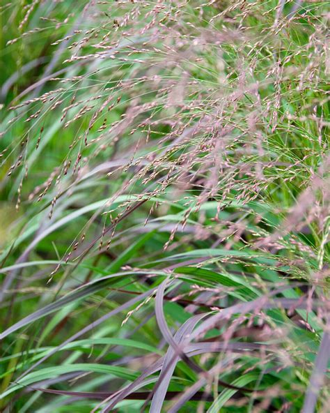 Panicum Virgatum Squaw Bare Roots — Buy Switch Grass Online At Farmer Gracy Uk