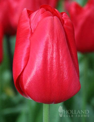 Bulk Red Tulips: Bastogne Wholesale Tulip Bulbs | Bulb flowers, Fall ...