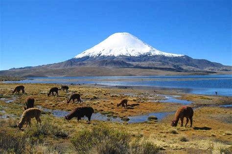 Minagri posiciona a la Reserva Biósfera Lauca como promotor de