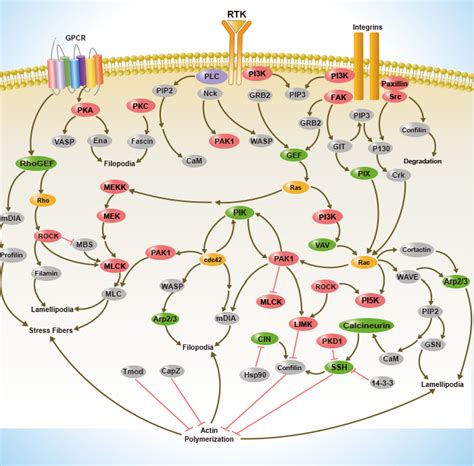 Signaling Pathways | Sino Biological 