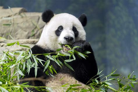 American National Zoos Giant Pandas Fly Home To China Amid Uncertainty