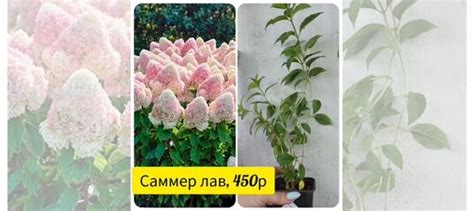 Гортензия купить в Челябинске | Товары для дома и дачи | Авито