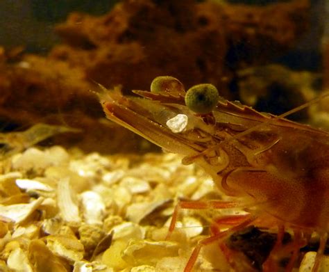 Virginia Fishes: Shrimp