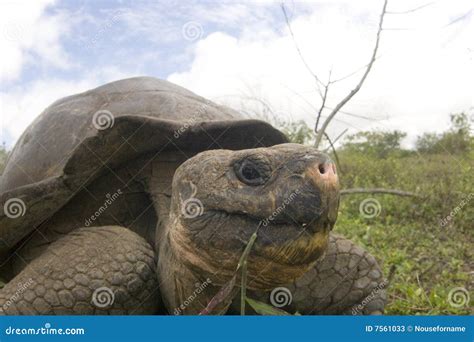 Galapagos turtle stock image. Image of eyebig, land, nigrita - 7561033