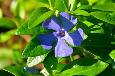 Барвинок малый (Vinca minor L.) - лекарственное, ядовитое растение ...