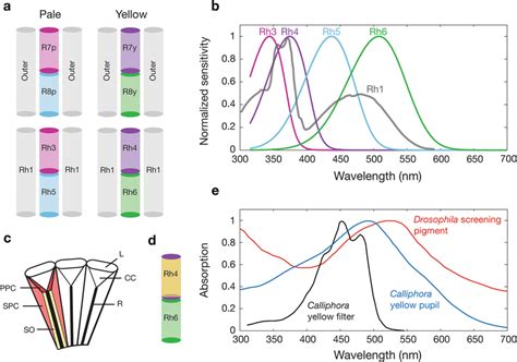 An Overview Of Drosophila Photoreceptors Visual Pigments And Fly