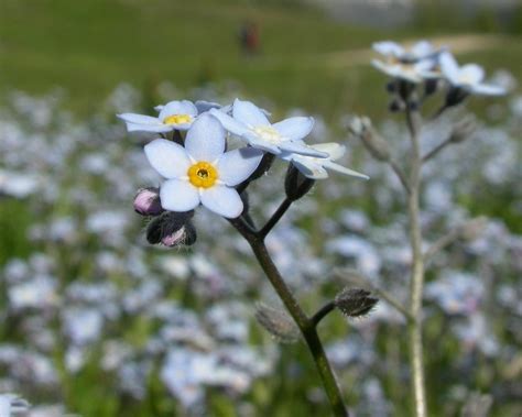 Alaska State Flower – 50states