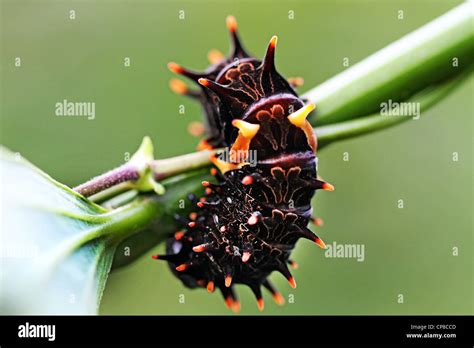 southern birdwing caterpillar Stock Photo - Alamy