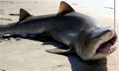 Sand-Tiger Shark – "OCEAN TREASURES" Memorial Library