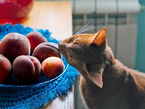 Can Cats Eat Peaches Human Food For Cats · The Wildest