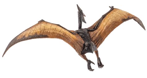 Pteranodon Pterodactyl Dinosaurio Sobre Fondo Blanco 8844315 Png