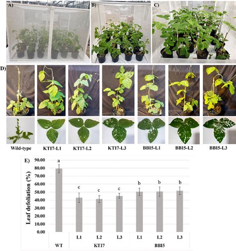 Whole Plant Feeding Bioassay Using Six Week Old T 3 Transgenic Soybean