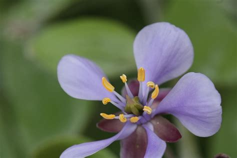 Holywood Flower Plant Guaiacum Free Photo On Pixabay Pixabay