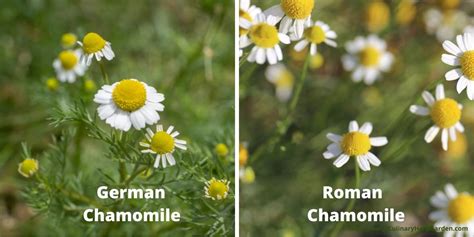 Roman Chamomile