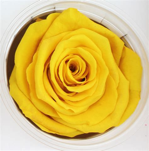 Preserved Roses | Stevens and Son Wholesale Florist