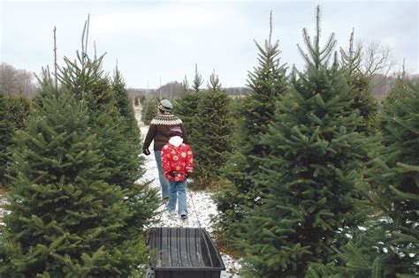 Local Christmas trees available from Delaware farms | Cape Gazette