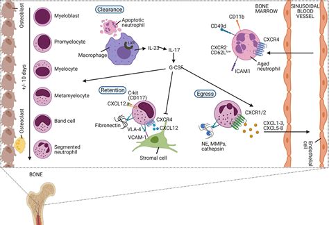 Frontiers Neutrophil Homeostasis And Emergency Granulopoiesis The