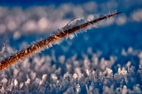 Ice Hoarfrost Frost Crystals Macro - Desi Comments