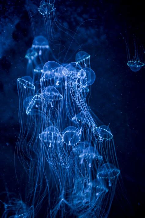 Jellyfish Blue Aesthetic Dark Dark Blue Wallpaper Blue Aesthetic Pastel