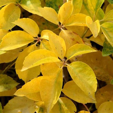 Виноград девичий Йеллоу Волл недорого в питомнике Заказ в сад