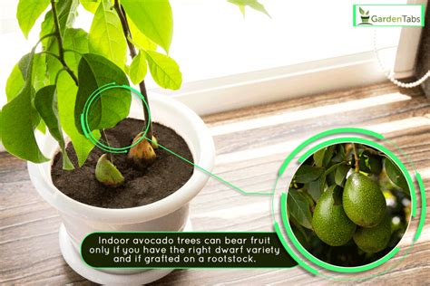 Can An Indoor Avocado Tree Bear Fruit