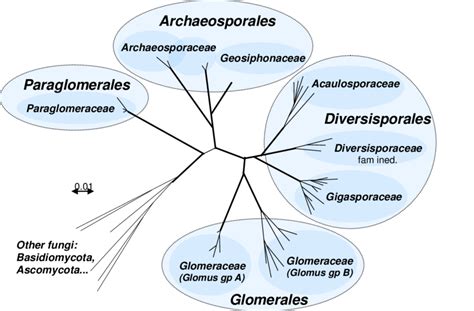 Phylogenetic Tree Of The Glomeromycota Phylum Based On Ssu Rrna Gene