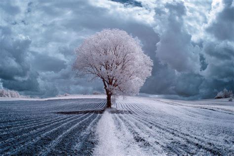 Infrared Photography of Nature – Fubiz Media