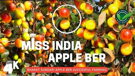 Miss India Apple Ber Bharat Sundari Apple Ber Plant Successful