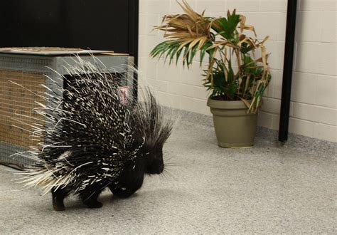 Meet New Zoo Arrivals African Crested Porcupines Named Thorn And