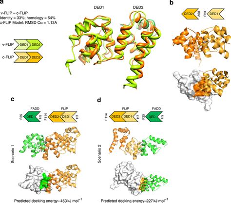 Molecular Modelling Identifies Two Potential Orientations For The